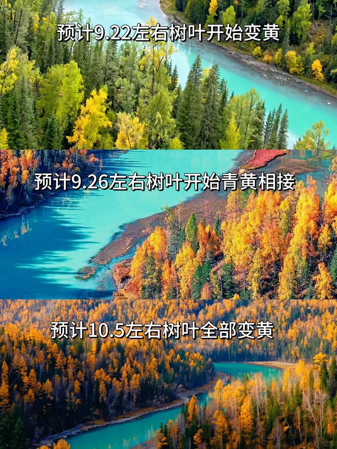 2025年喀纳斯树叶变黄时间预测🍂（附攻略_1_苒苒在北疆_新疆-北疆-国庆特辑-来自52tours 我爱旅游网